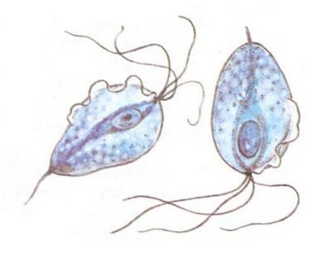 Patogenul Trichomonas al prostatitei